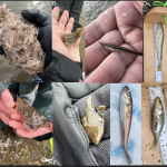 Photo collage showing different kinds of fish